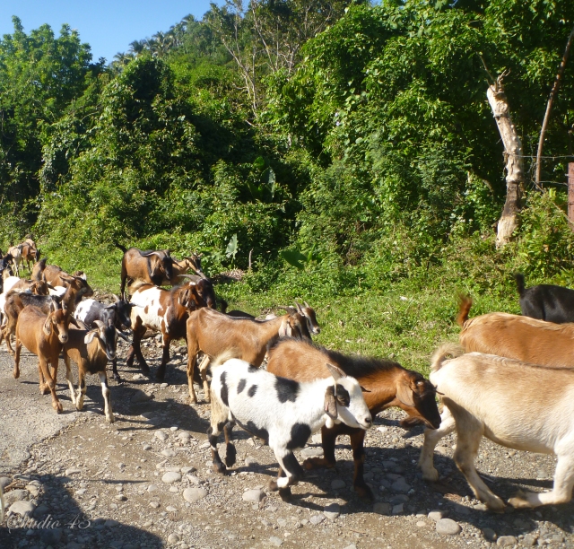 Traffic on the road in St. Thomas